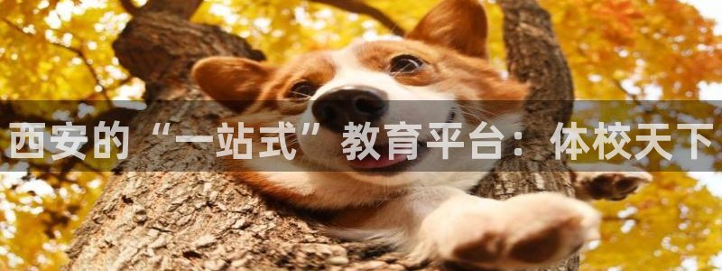 vsport体育官网下载软件